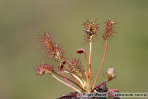 Drosera spp. – rosiczki