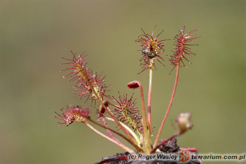 Drosera rotundifolia