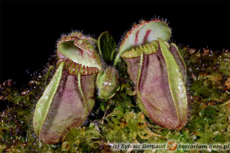 Cephalotus follicularis - cefalotus bukłakowaty