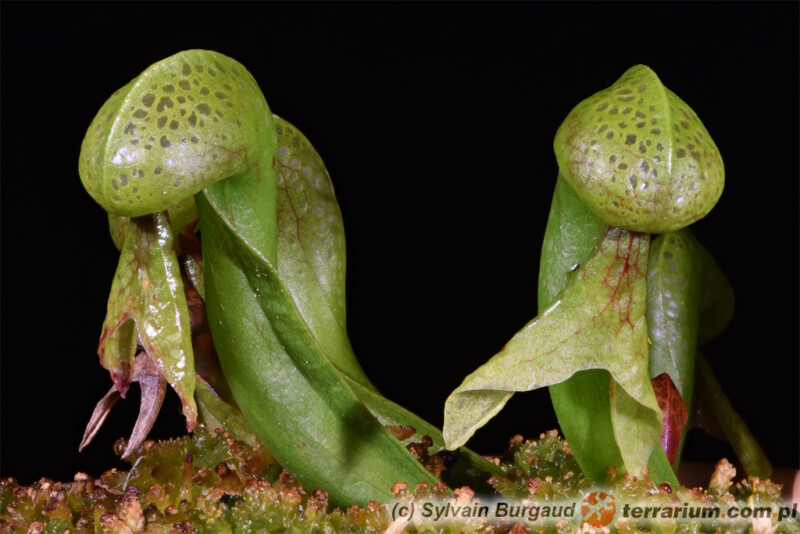 Darlingtonia californica - darlingtonia kalifornijska