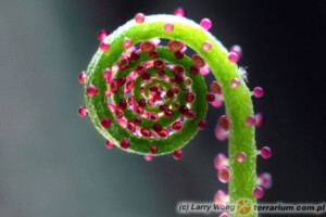 Drosophyllum lusitanicum – rosolistnik portugalski