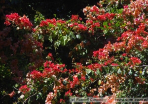 Bougainvillea glabra – bugenwila gładka, kącicierń gładki