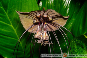 Tacca chantrieri – krąpiel Chantriera