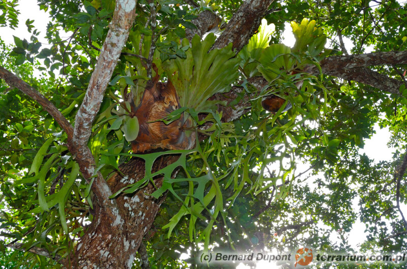 Platycerium ridleyi