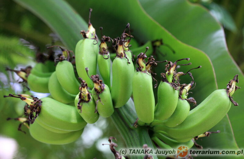 Musa acuminata - banan karłowaty