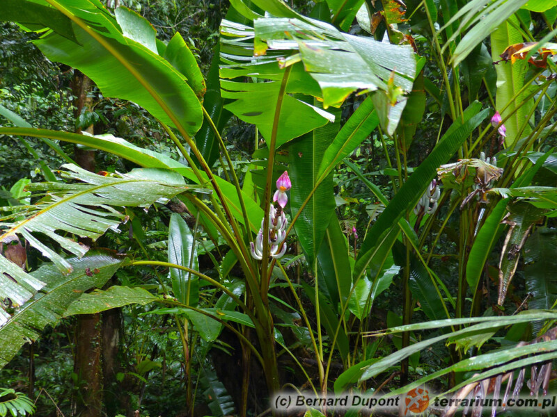 Musa campestris - banan bagienny