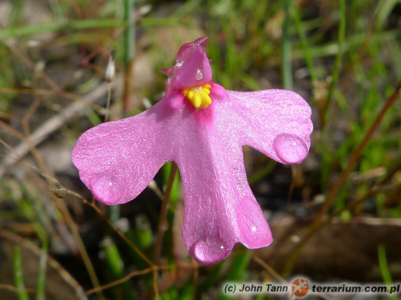 Utricularia multifida - pływacz