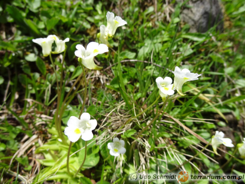 Pinguicula alpina - tłustosz