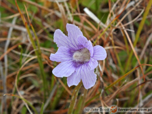 Pinguicula spp. – tłustosze