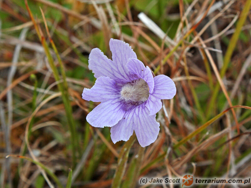 Pinguicula caerulea - tłustosz