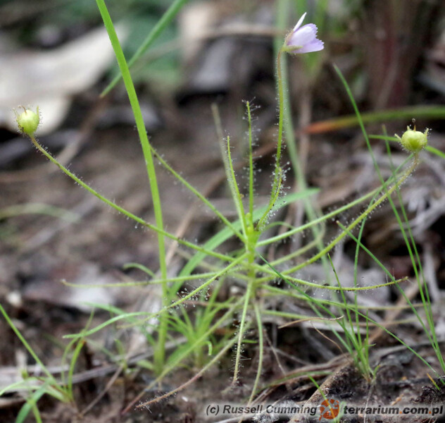 Byblis liniflora