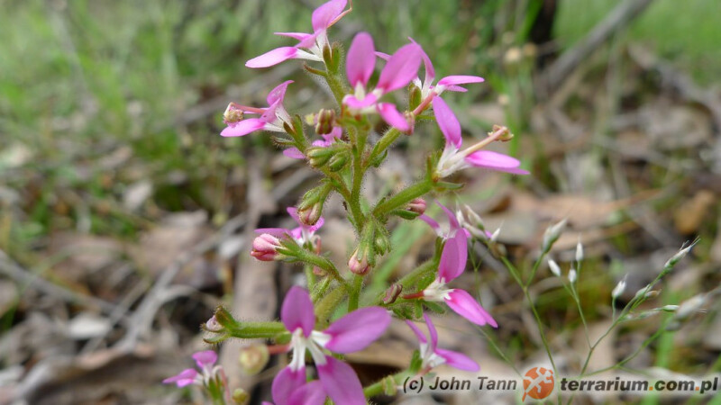 Stylidium sp.