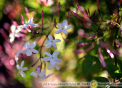 Jasminum polyanthum – jaśmin wielokwiatowy