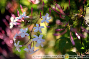 Jasminum polyanthum – jaśmin wielokwiatowy