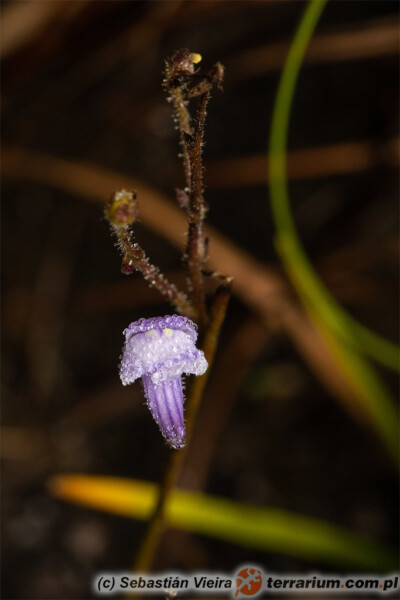 Genlisea multiflora A. Fleischm