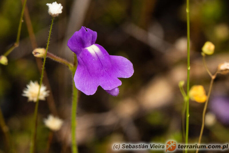 Genlisea sanariapoana Steyerm