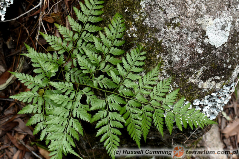 Davallia denticulata