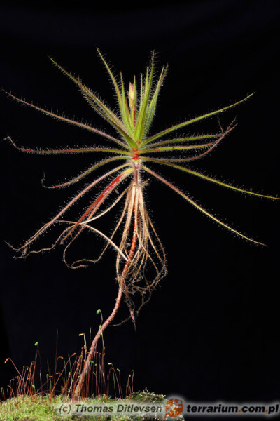 Roridula gorgonias