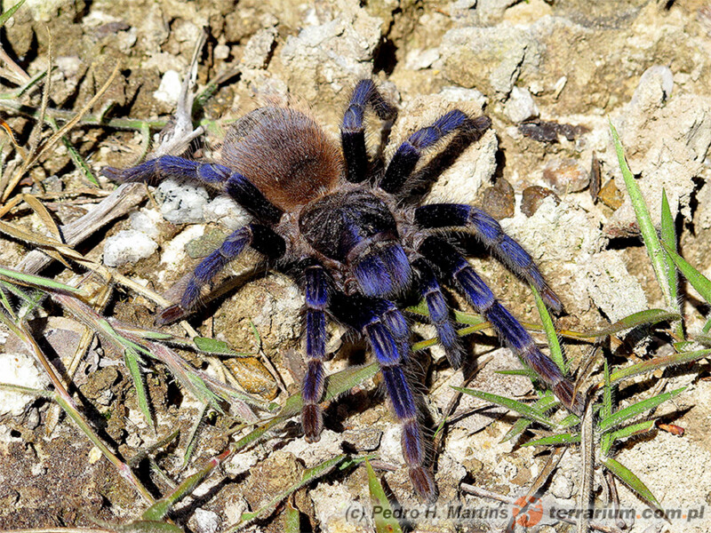 Lasiocyano (ex. Pterinopelma) sazimai - ptasznik