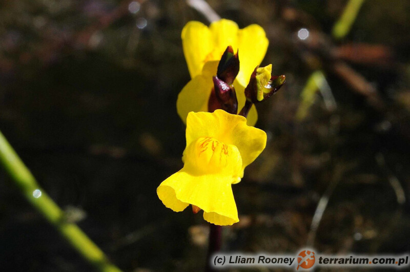 Utricularia vulgaris