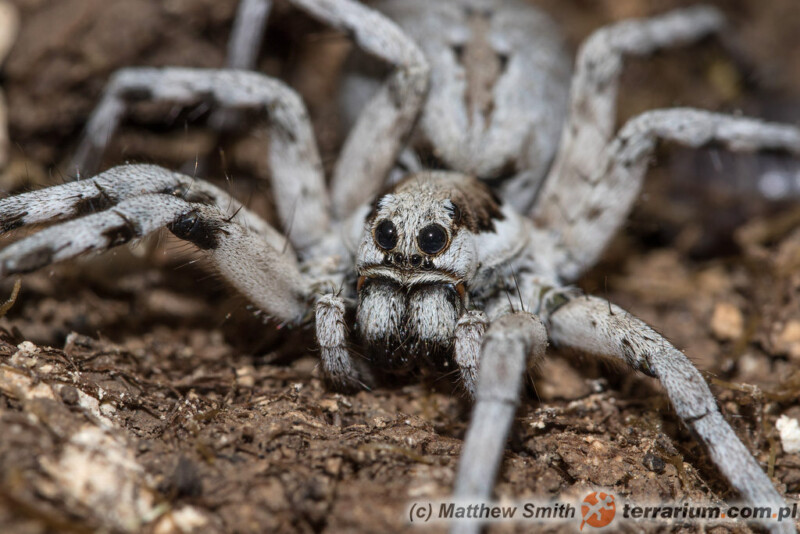 Lycosa praegrandis