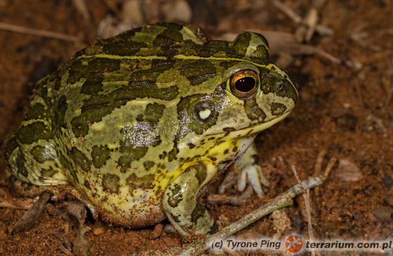 Pyxicephalus edulis