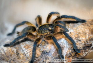 Harpactira pulchripes – ptasznik