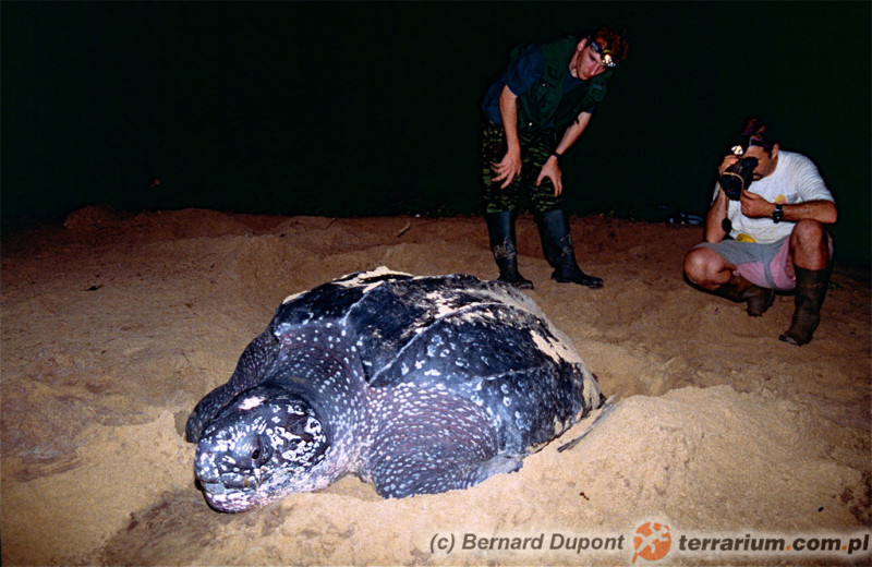 Żółwie skórzaste (Dermochelys coriacea) to największe żółwie współczesnego Świata