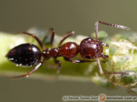 Camponotus lateralis