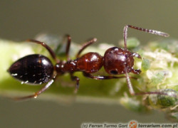 Camponotus lateralis