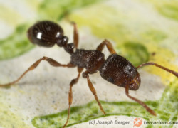 Tetramorium caespitum – murawka darniowiec