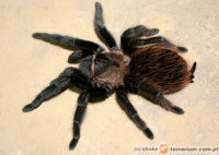 Tliltocatl (Brachypelma) verdezi