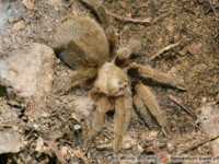 Aphonopelma baergi – ptasznik