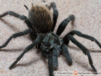 Aphonopelma paloma