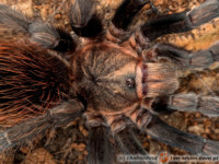 Aphonopelma anax – ptasznik