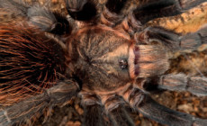 Aphonopelma anax