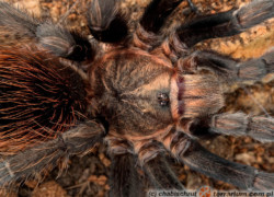 Aphonopelma anax