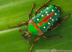 Stephanorrhina guttata