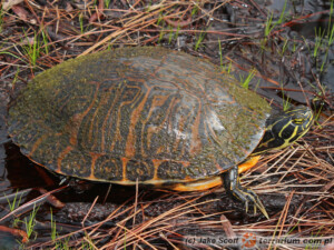 Pseudemys spp. – żółwie