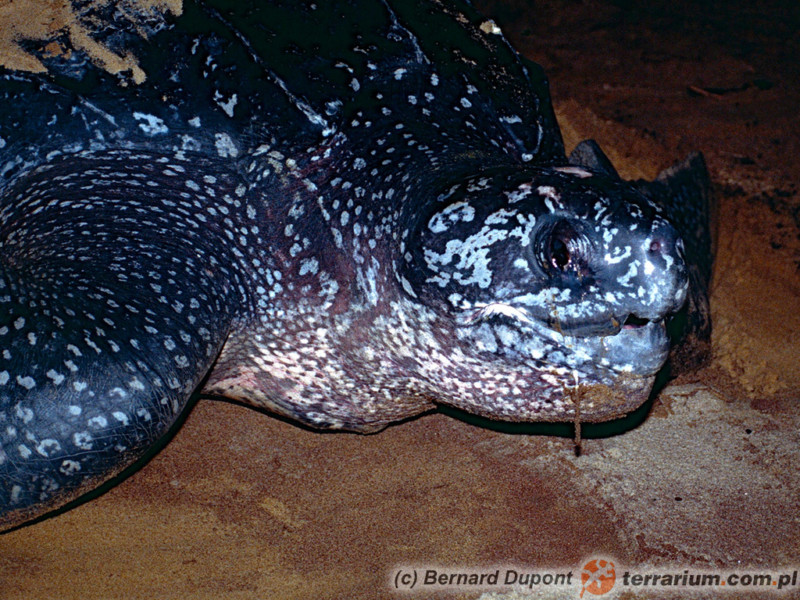 Dermochelys coriacea - żółw skórzasty