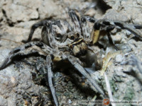 Lycosa tarantula - tarantula włoska