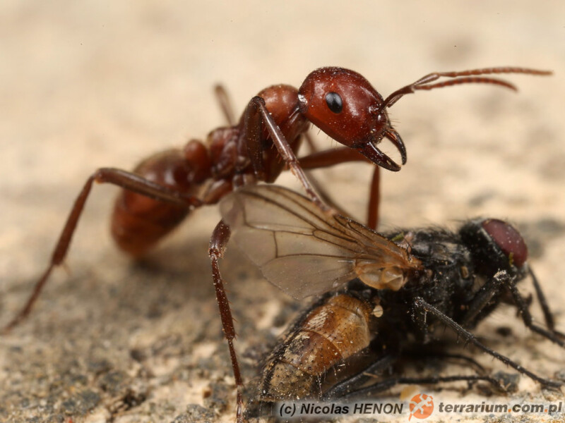 Polyergus rufescens - mrówka amazonka