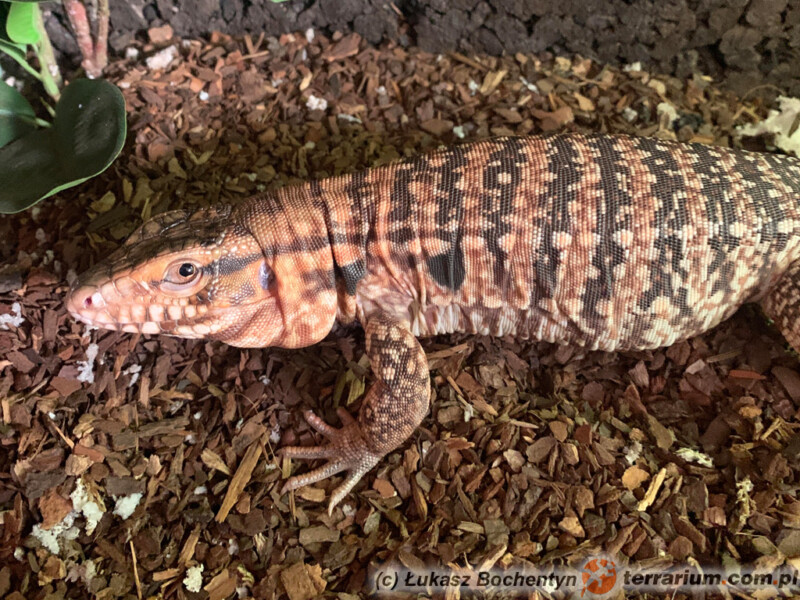 Tupinambis rufescens - teju czerwony