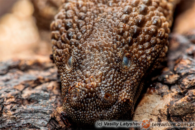 Lanthanotus borneensis - waran bezuchy*