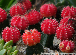 Gymnocalycium – gymnokalycium