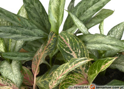 Dieffenbachia – dieffenbachia