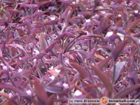 Tradescantia – trzykrotka