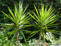 Yucca elephantipes – jukka gwatemalska