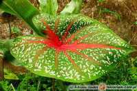 Caladium – kaladium