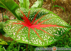 Caladium – kaladium